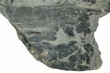 Pennsylvanian Fossil Flora Plate - Kentucky #258831-1